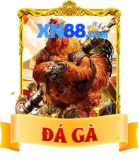 đá gà xn88